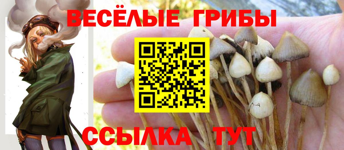Псилоцибиновые грибы Psilocybine cubensis  Вход с VPN  Ачхой-Мартан 